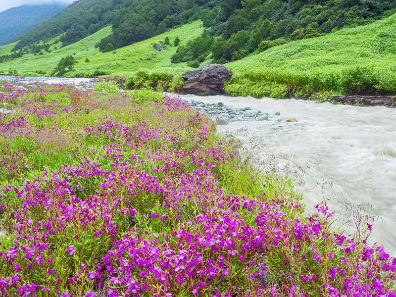 Best Places to Stay and visit in Valley of Flowers&nbsp;Trek