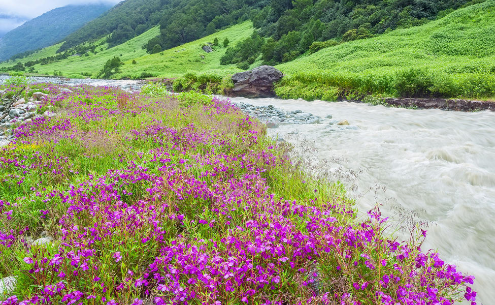 Best Places to Stay and visit in Valley of Flowers&nbsp;Trek